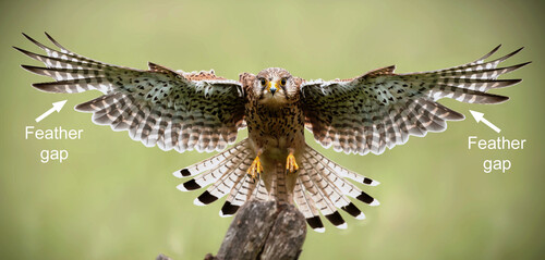 Predatory bird undergoing moulting. The white arrows indicate the feather gaps. Image credit: Shutterstock.
